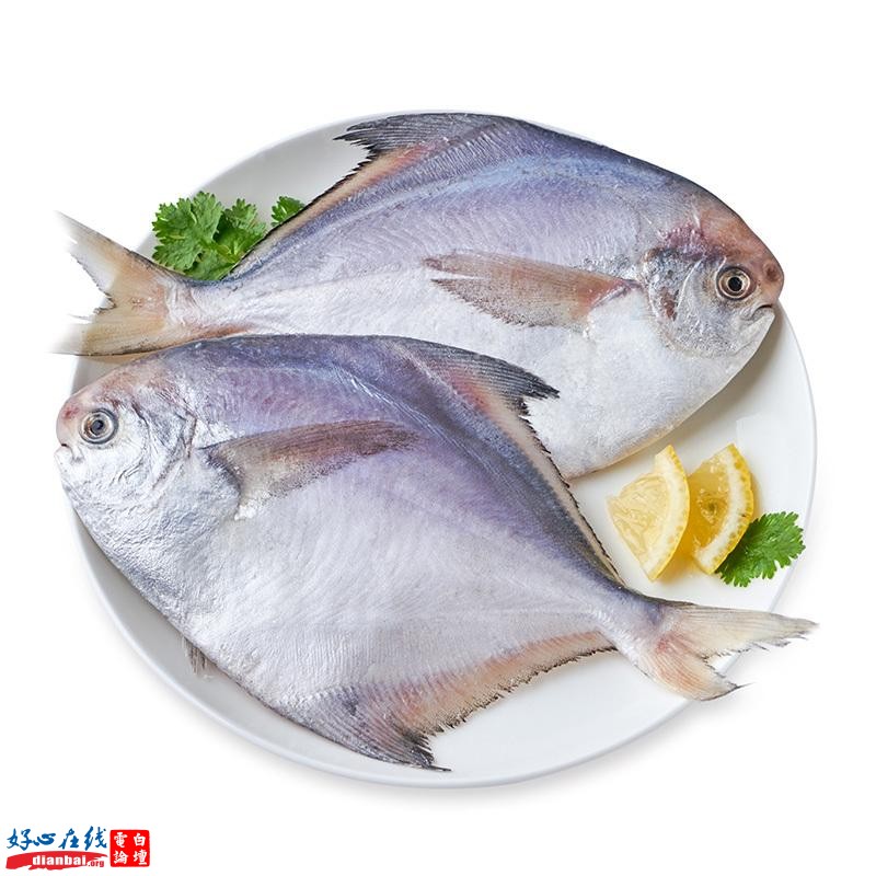 白鲳鱼.jpg