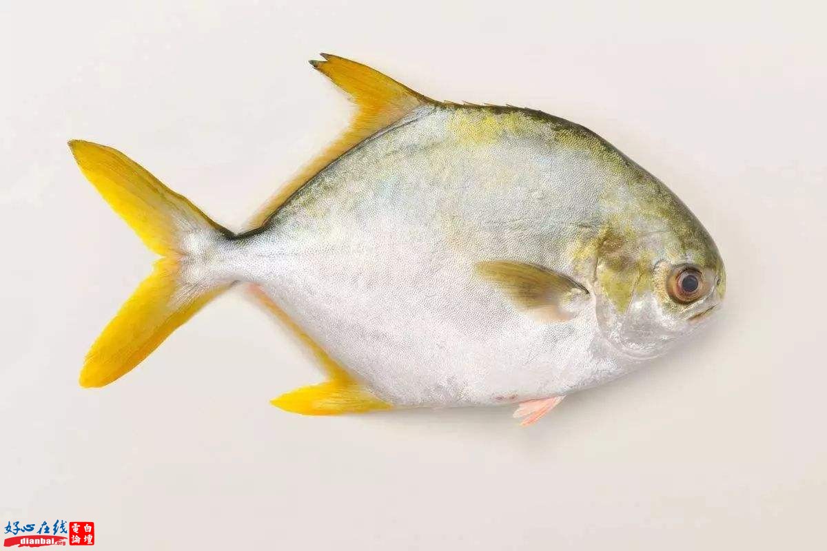 金鲳鱼.jpg