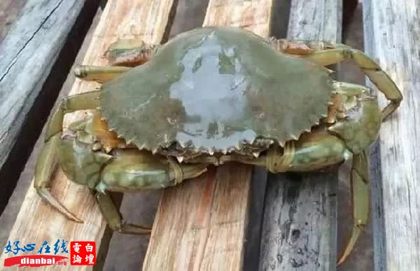 青蟹.jpg