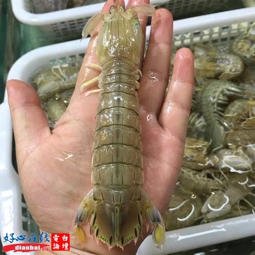 皮皮虾.jpg