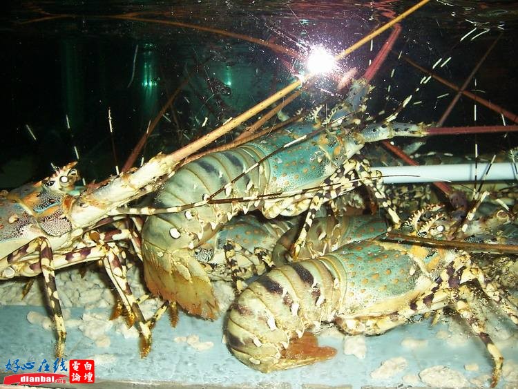大龙虾实拍.jpg